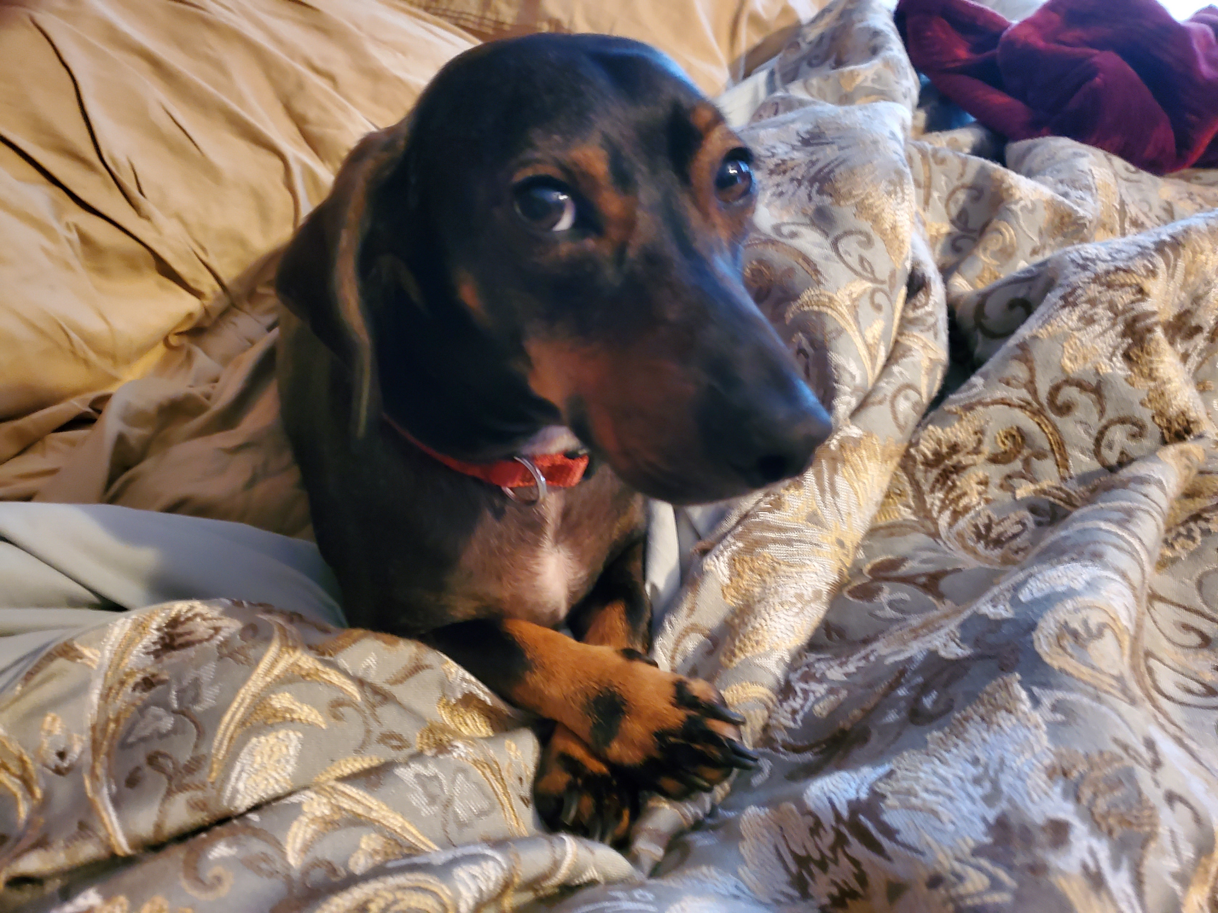 Changes to the transfer portal windows