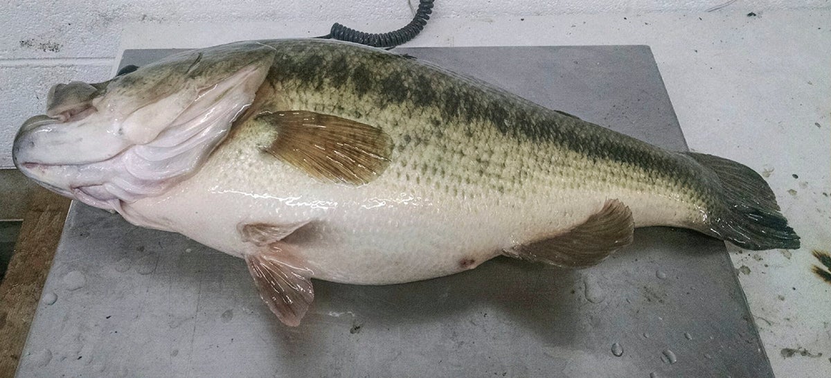 Giant Delaware Bass Breaks State Record