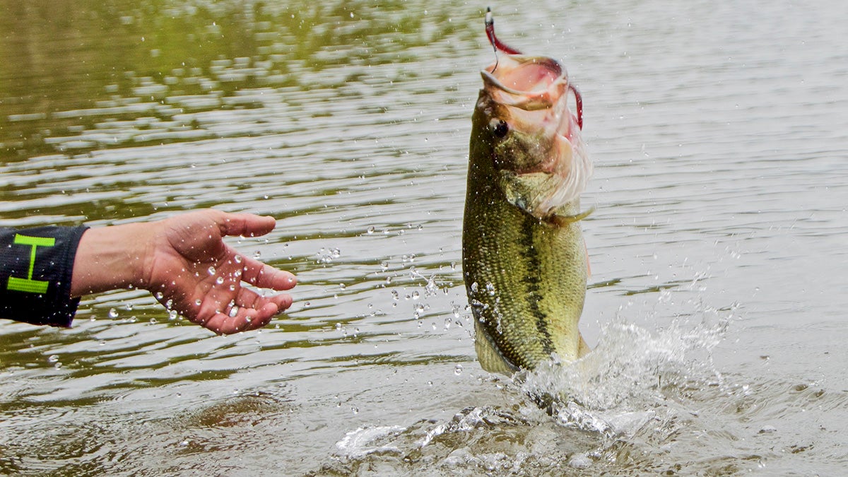 How to Catch More Bass Fishing Simple Worms