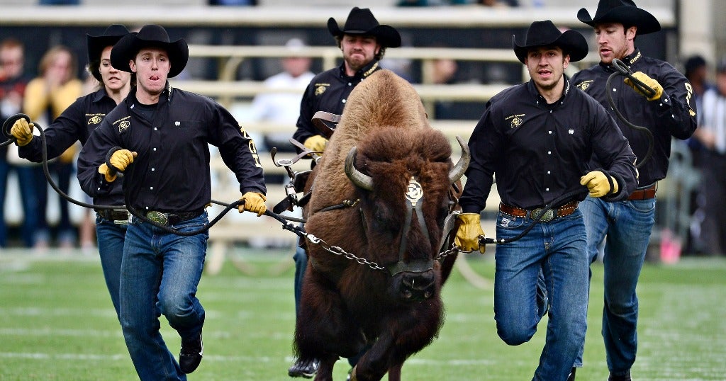 The 14 best live animal mascots in college sports