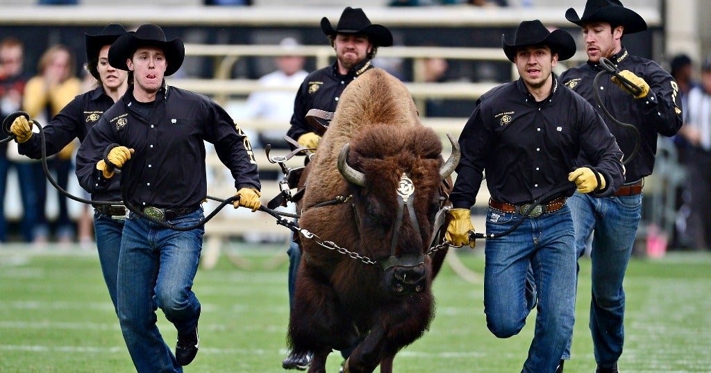 Belichick sportshub rocket nascar nflcom The 14 best live animal mascots in college sports