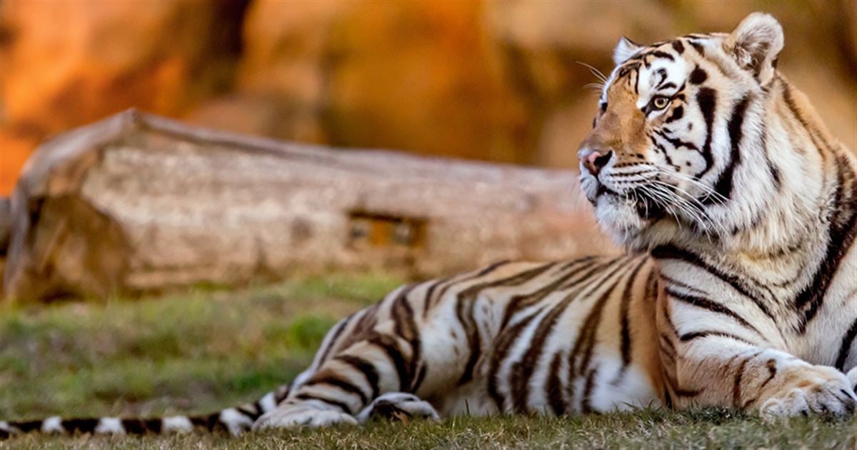 LSU live mascot Mike the Tiger will be euthanized