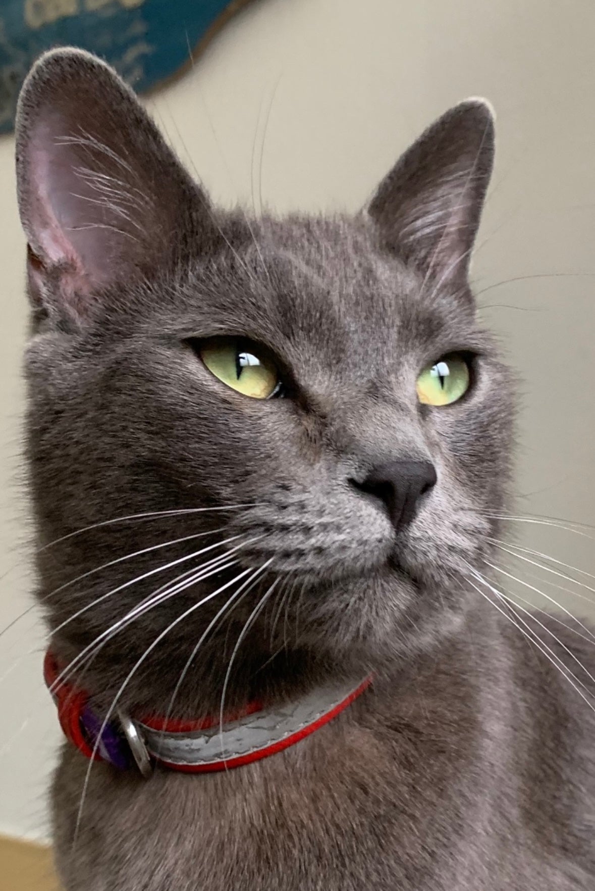 The cat thread