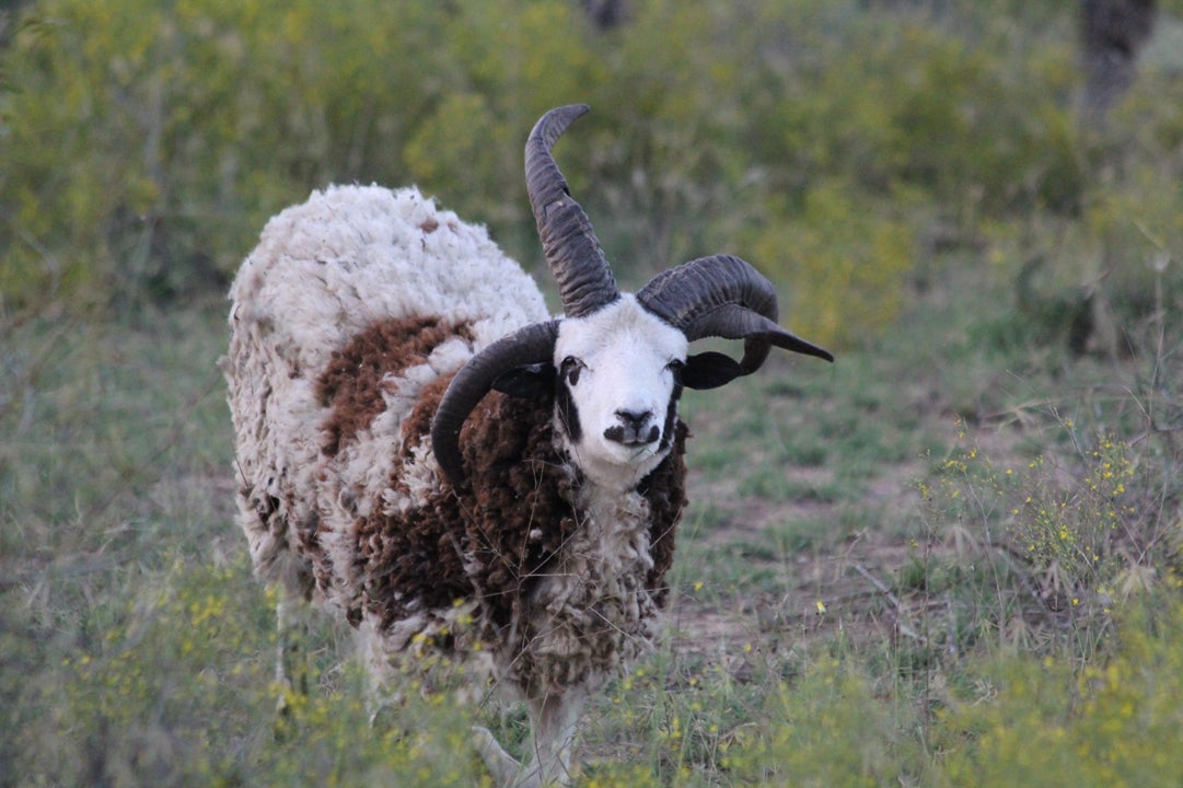 Hunting Jacob Sheep At Champion Ranch Part 4