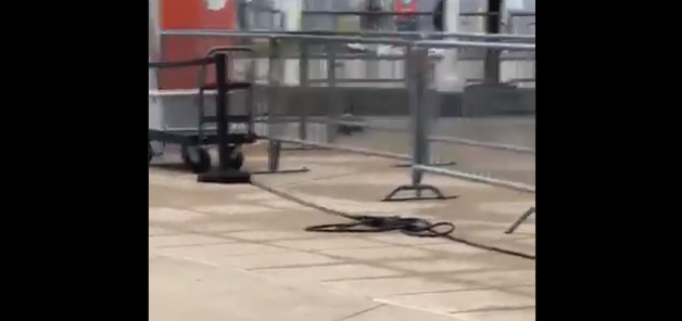 Cleveland Browns rally skunk at FirstEnergy Stadium