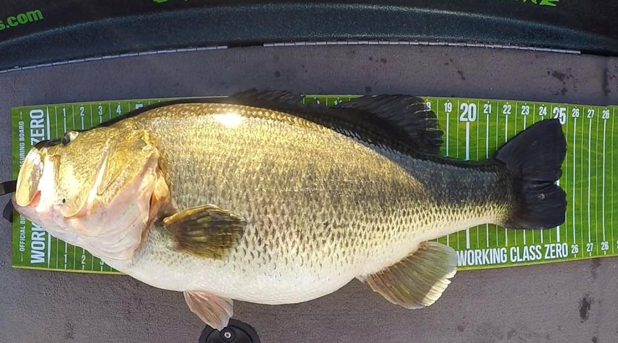 Monster 16-pound Bass Caught in California