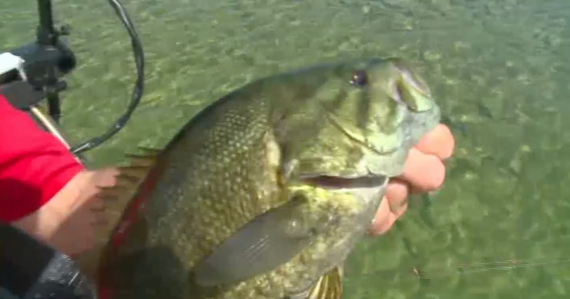 Fishing The Gulp Goby