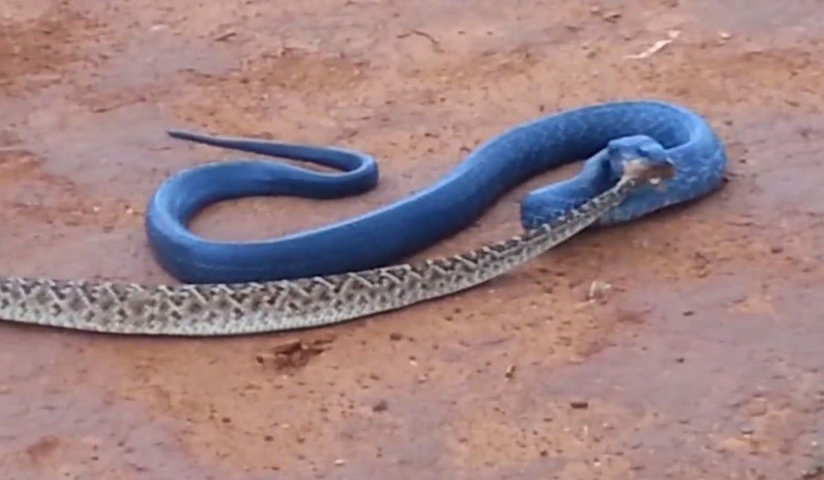 texas indigo snake light blue