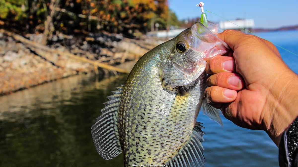 A Guide to Catching Crappie During the Spawn