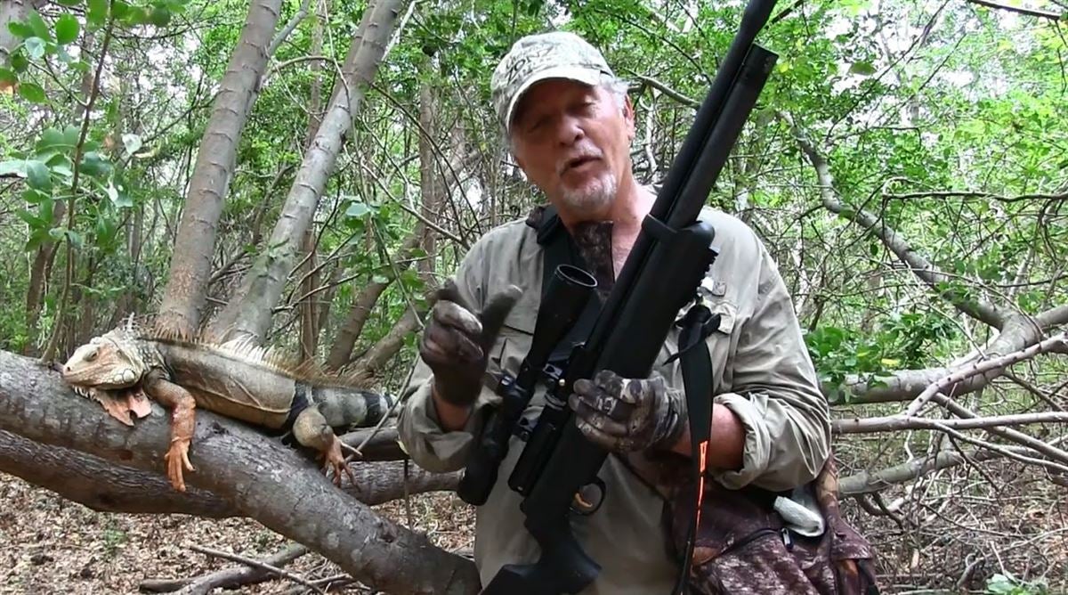 Video Iguana Hunting With An Air Rifle