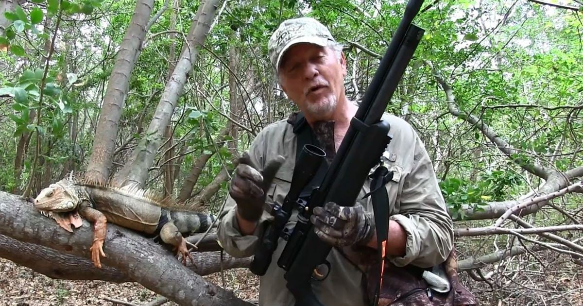 Video Iguana Hunting With An Air Rifle