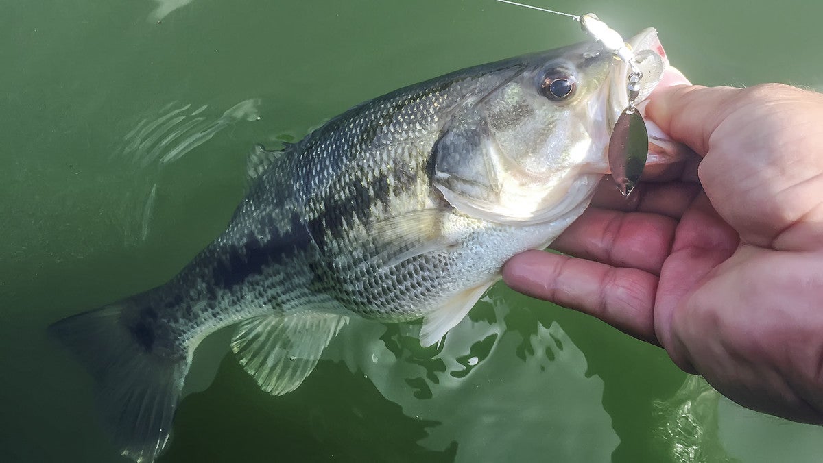 Fish Head Spin Tackle Review