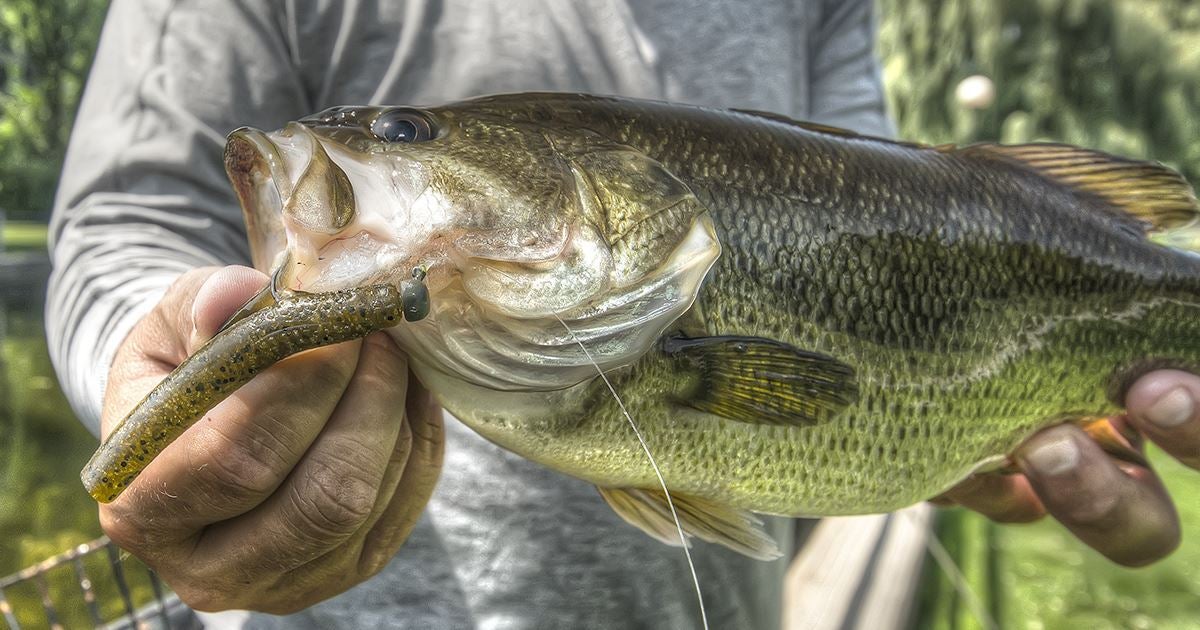 18 Tips for Catching Urban Lake Bass from the Bank