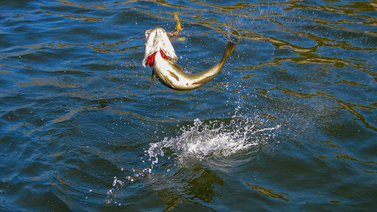 5 Soft Plastic Lures for Fall Bass Fishing