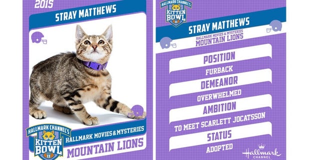 Richard Purrman And 6 Other Great Cat Names In The Kitten Bowl