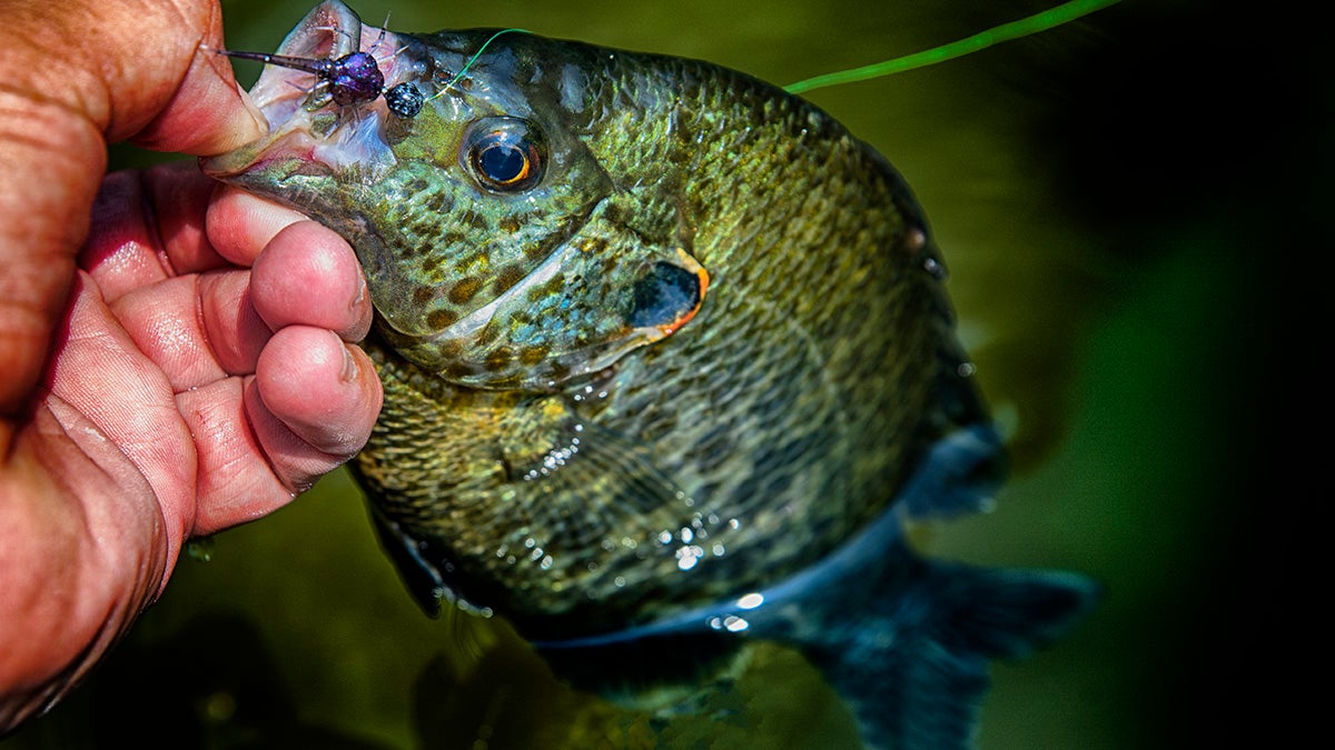 Video: 2 hours of big bluegill and redear fishing and how to make a Wax  Worm lure