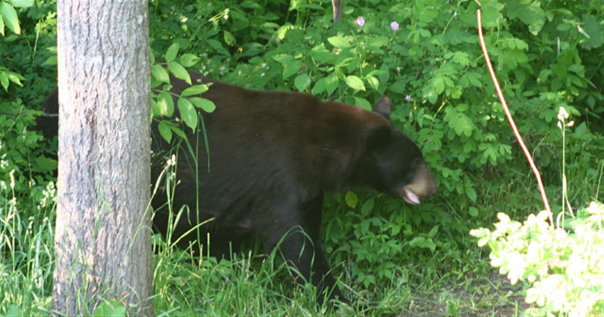 Guns And Loads For Black Bears
