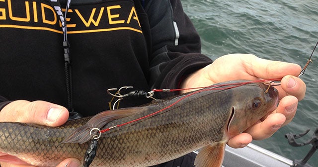 Big Rigs Rig Quick Strike Regolabile 90# Per Musky E Pike - Con Ventosa, 2 Ganci Altissimi, Per Esca Viva Terminal In Filo D'acciaio Z LEADERS - Foto 4