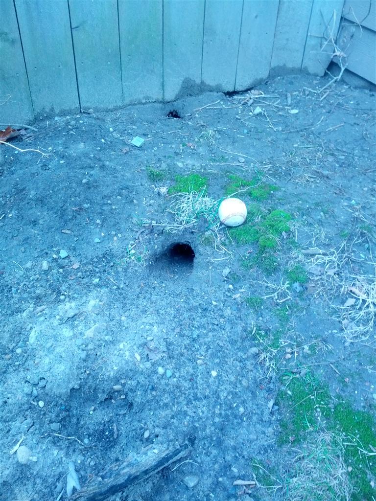 Holes in my backyard