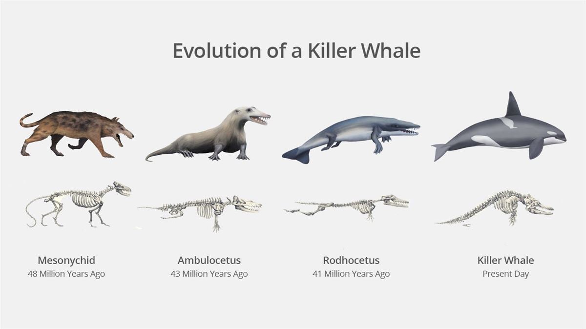 Anatomy Of Killer Whale