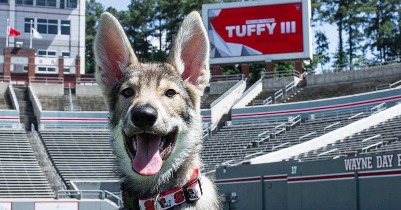 NC State welcomes Tuffy III to the Pack