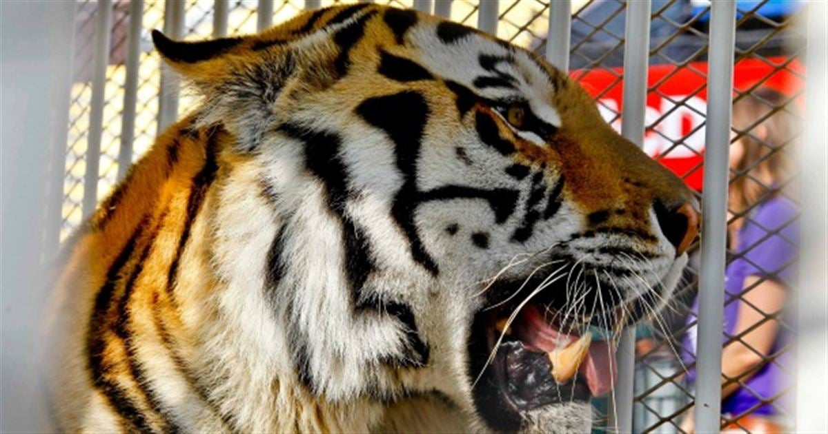 LSU Tigers live mascot 'Mike' won't be on field at home games