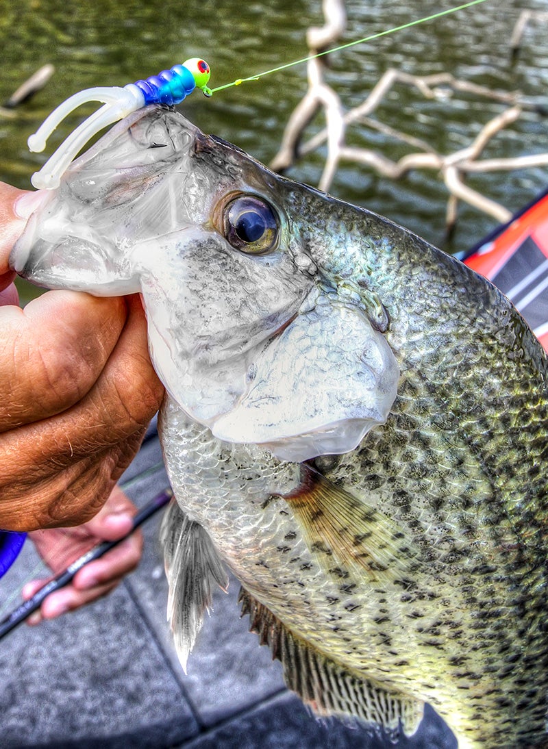 How to Catch Crappie from Laydown Trees