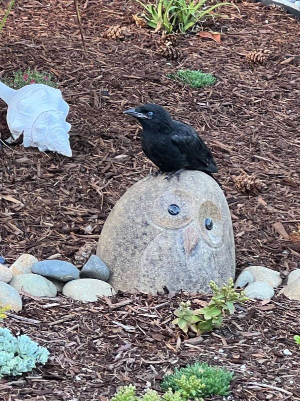 Crickets eat peanut butter....