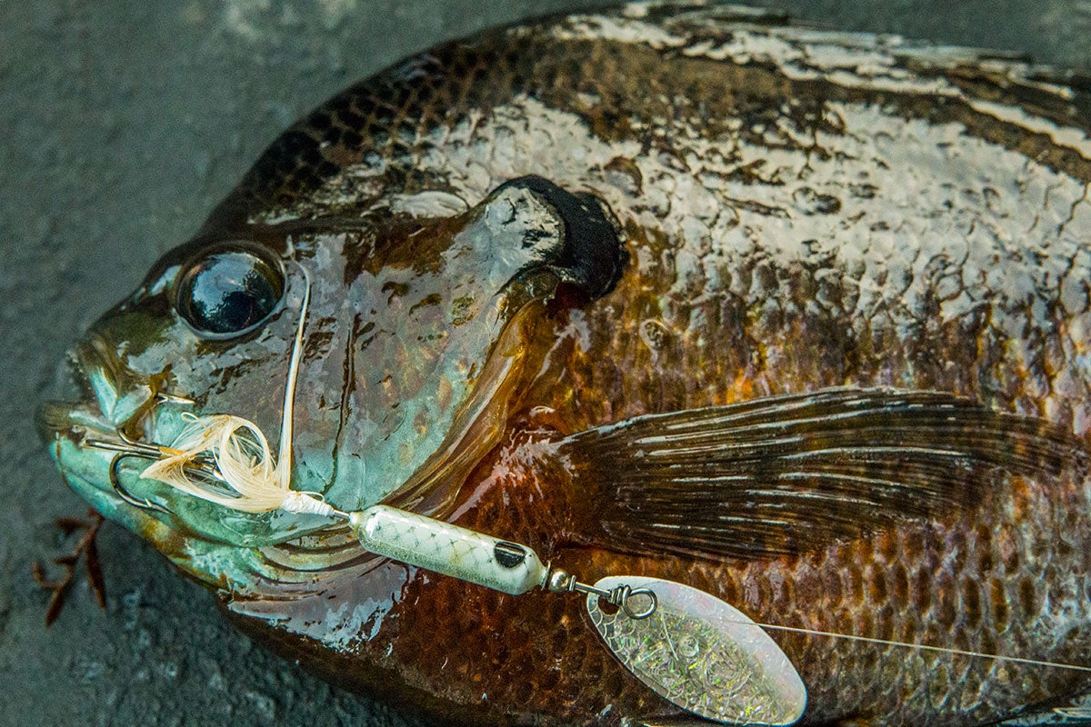 Worden's Original Rooster Tail Review