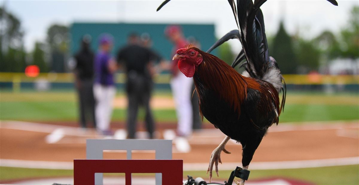 Gamecocks baseball legend Kip Bouknight to have jersey retired