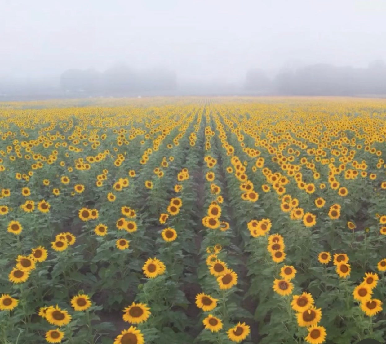 Wildfire smoke and a mysterious smell in the Midwest.