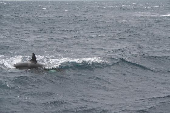 Killer Whales off Hatteras (Pics)