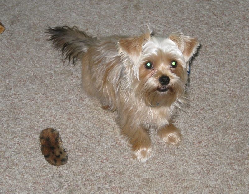 shih tzu yorkie mix temperament top shih tzu yorkie mix temperament wallpapers shih tzu yorkie mix temperament top shih tzu yorkie mix temperament wallpapers
