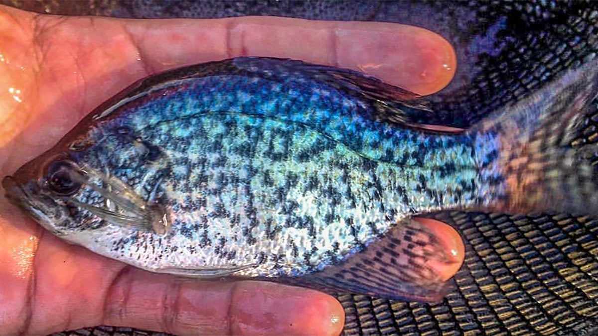 Can Crappie Ruin A Bass Pond Can Crappie Ruin A Bass Pond