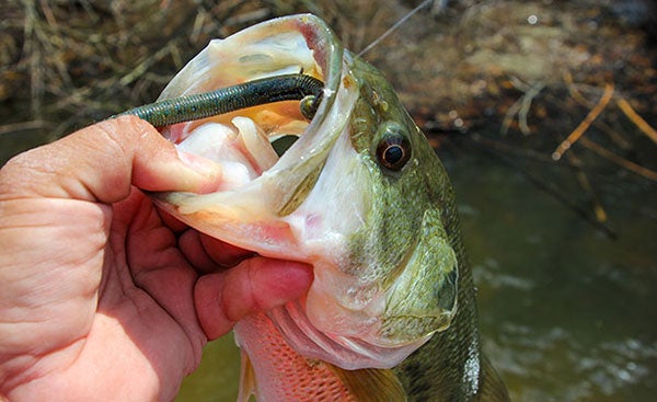 Fishing Stick Worms for Bass in the Spring - Wired2Fish