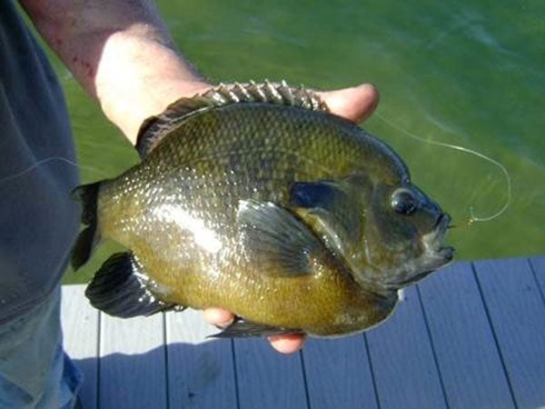 redbreast sunfish vs bluegill