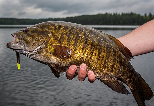 A Guide to Bass Fishing Soft Plastics