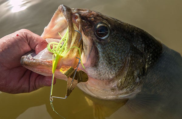 Big Mouth Lures: Buzzbaits