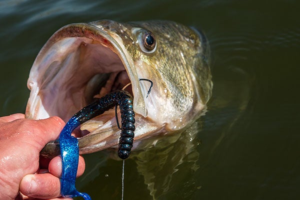 Berkley 10-inch Power Worm Review - Wired2Fish