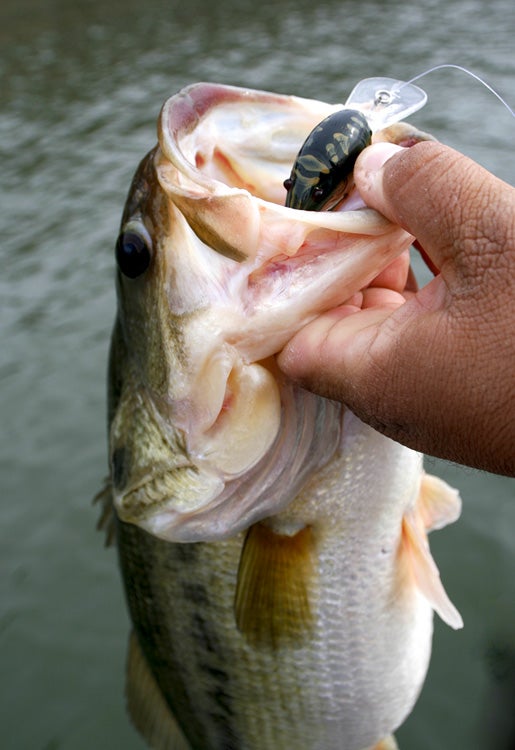 Koppers Live Target Smallmouth Bass Crankbait